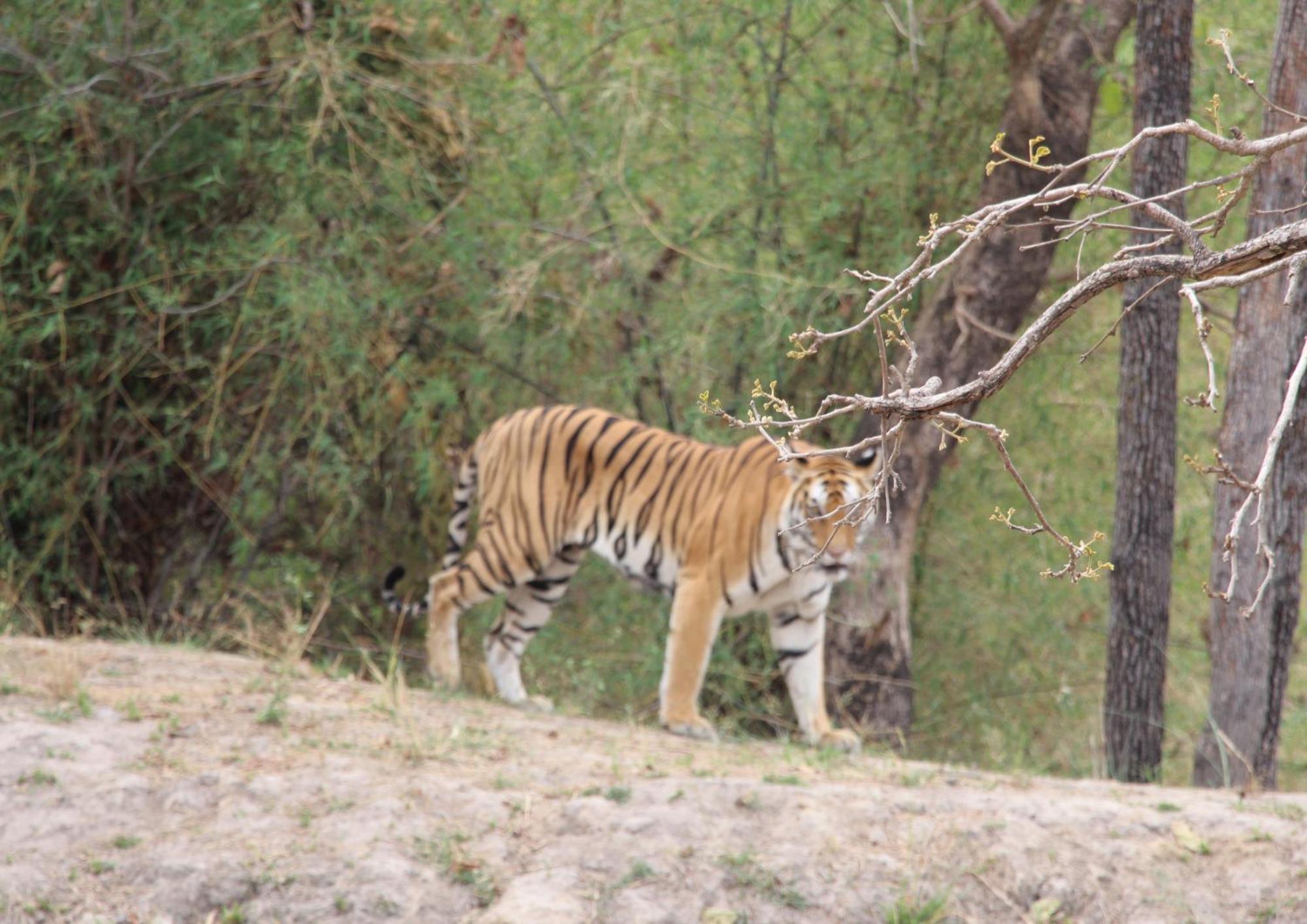 Tiger Tops Karnali Lodge Bardiya Exterior foto