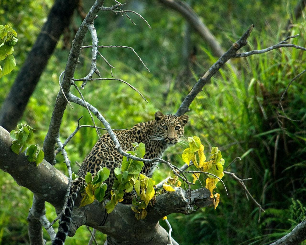 Tiger Tops Karnali Lodge Bardiya Exterior foto